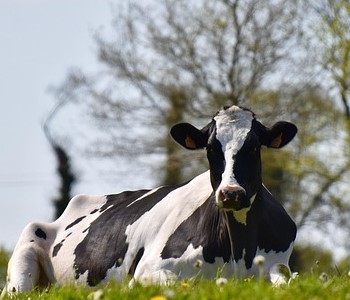 Szkolenie dla rolników dotyczące pryszczycy